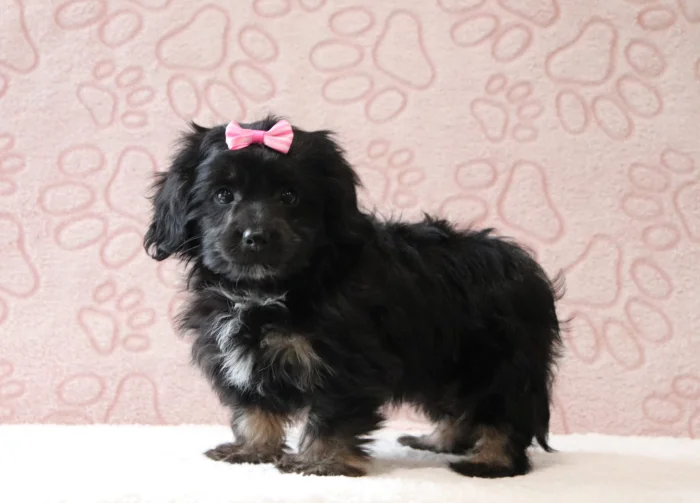 Miniature Doxiedoodle puppies raised at The Puppy Lodge, available in Utah