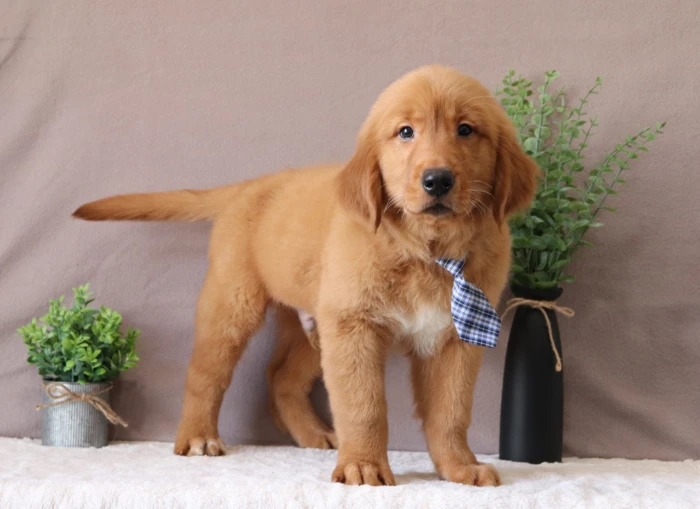 Healthy Golden Retriever puppy available in Colorado