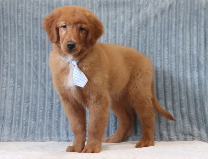 Healthy Golden Retriever puppy available in Georgia