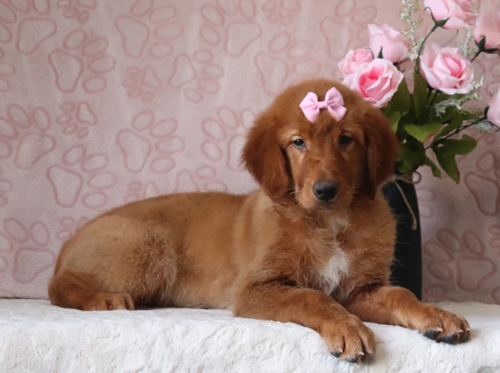 Healthy Golden Retriever puppy available in Iowa