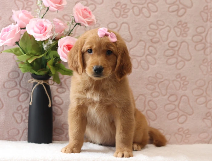Well socialized Golden Retriever puppy from The Puppy Lodge, available in Kansas