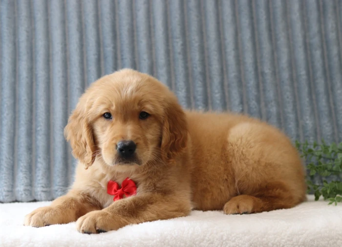 Hand-delivered Golden Retriever puppy in Kansas