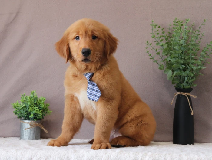 Responsibly bred Golden Retriever puppy for Kentucky