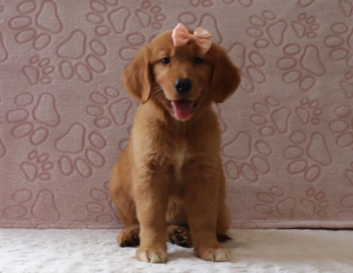 Golden Retriever for sale with delivery available across Louisiana