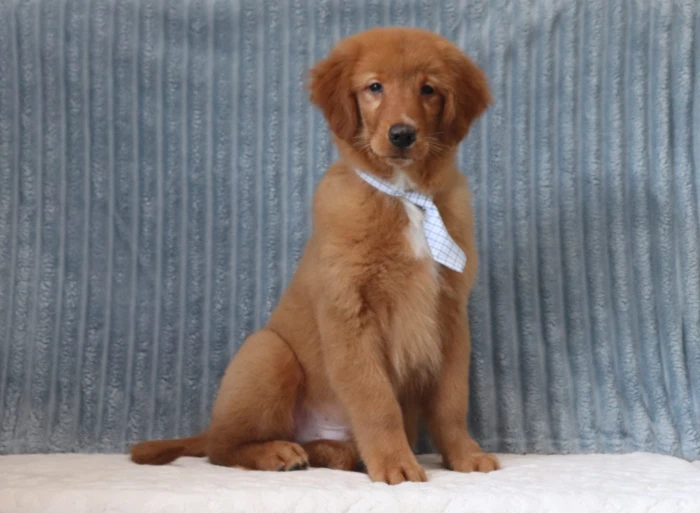 The Puppy Lodge, Golden Retriever breeder serving Louisiana