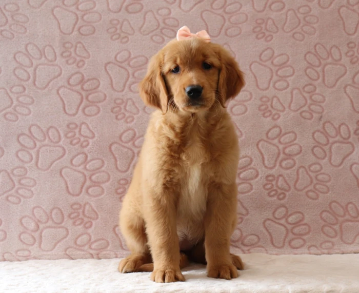 Golden Retriever puppies for sale in Maryland