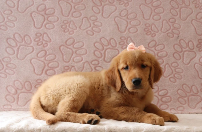 Golden Retriever puppy from health tested parents, available in Michigan