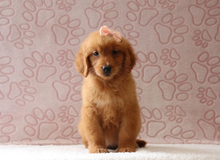 Golden Retriever delivered to Minnesota