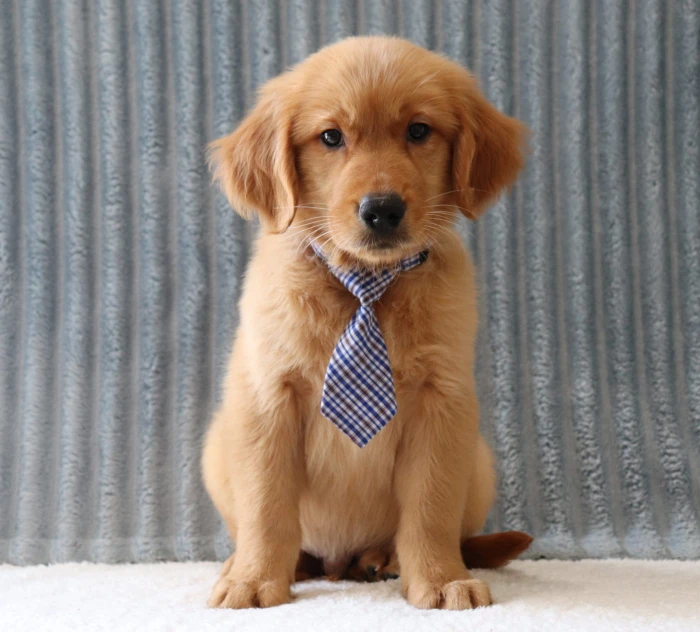 Safe and comfortable Golden Retriever puppy delivery to Missouri