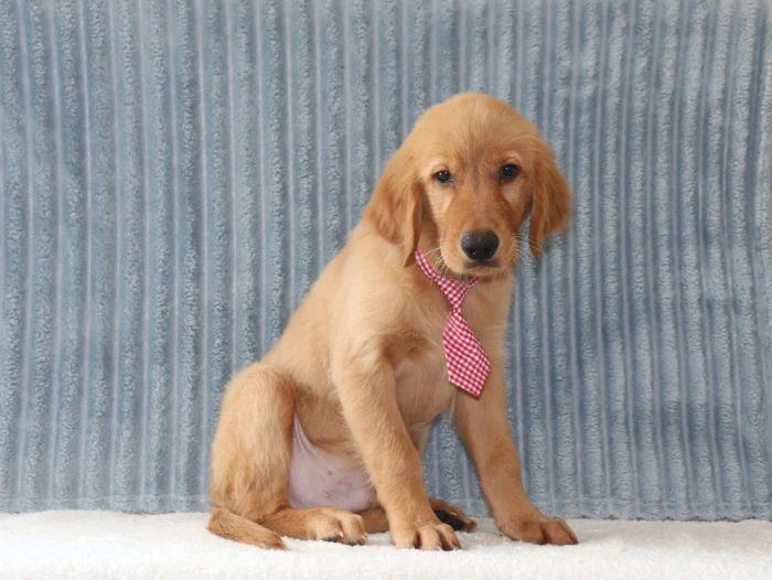 Golden Retriever puppies for sale to families in Nevada