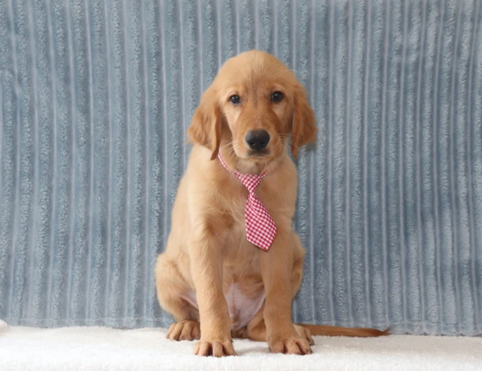 Health tested Golden Retriever available in Ohio