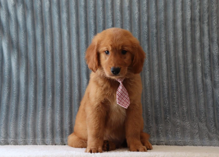 Hand-delivered Golden Retriever puppy in Pennsylvania