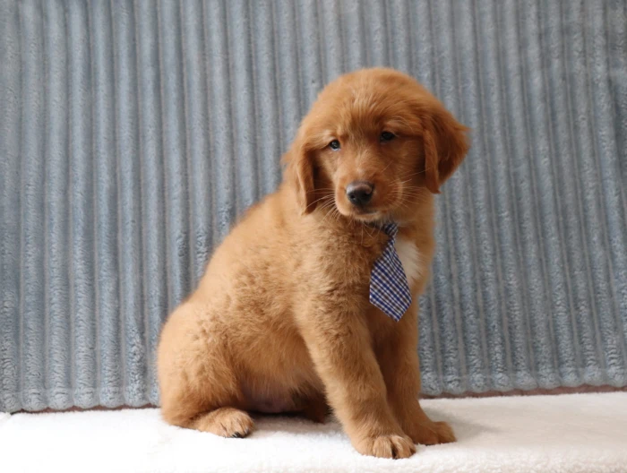 Golden Retriever puppy delivery in South Dakota
