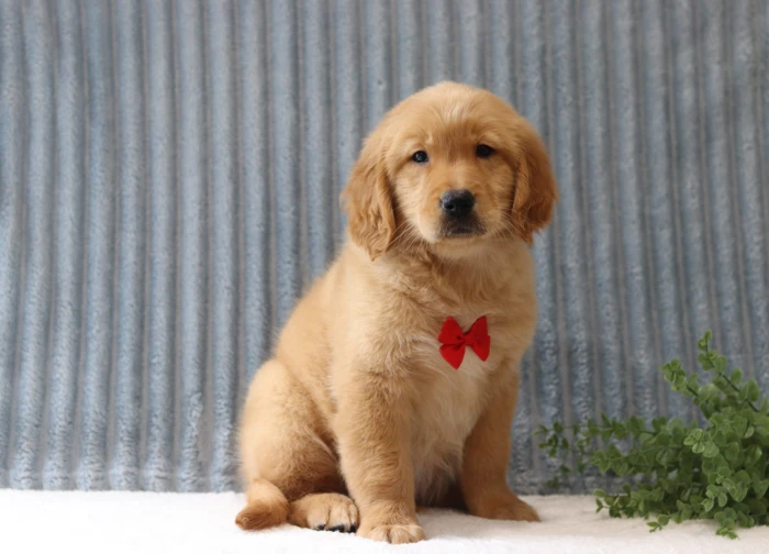 Puppy nanny delivering a Golden Retriever to Texas