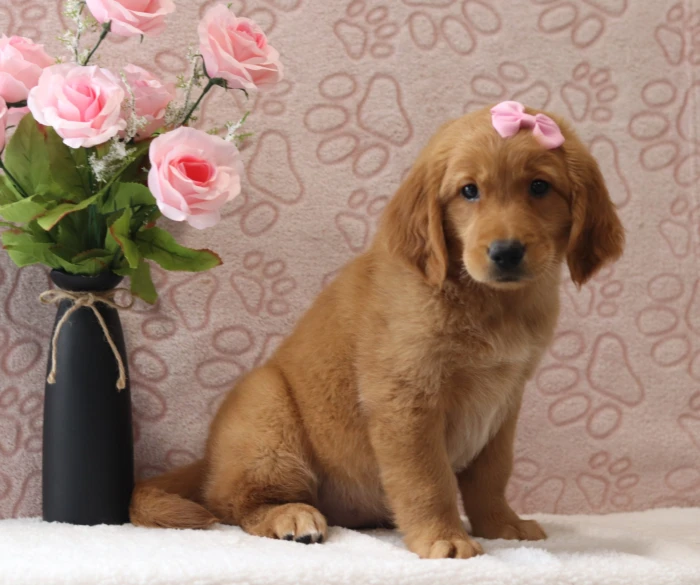 Healthy Golden Retriever puppy available in Vermont