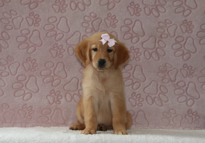 Golden Retriever puppies delivered safely to Vermont