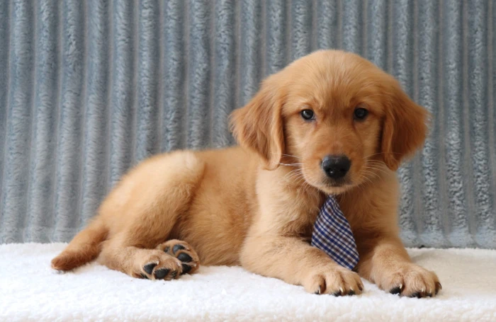 Golden Retriever puppy delivered to the Virginia area