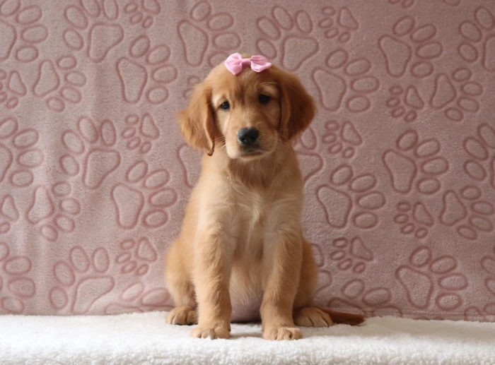 Playful Golden Retriever puppy for sale in West Virginia