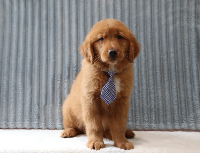Golden Retriever puppy delivered to the Wisconsin area