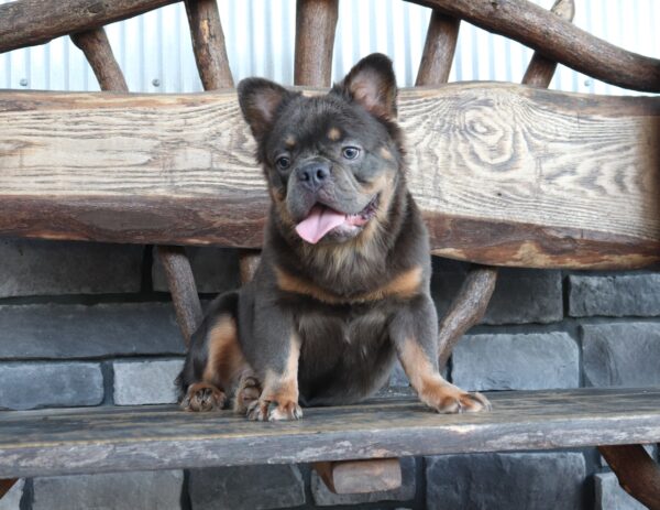 5048-Tristan-Fluffy Frenchie Puppy-The Puppy Lodge (8).JPG