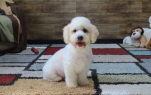 5123 e Cyp-Teddy Bear Puppy- The Puppy Lodge (6).JPG