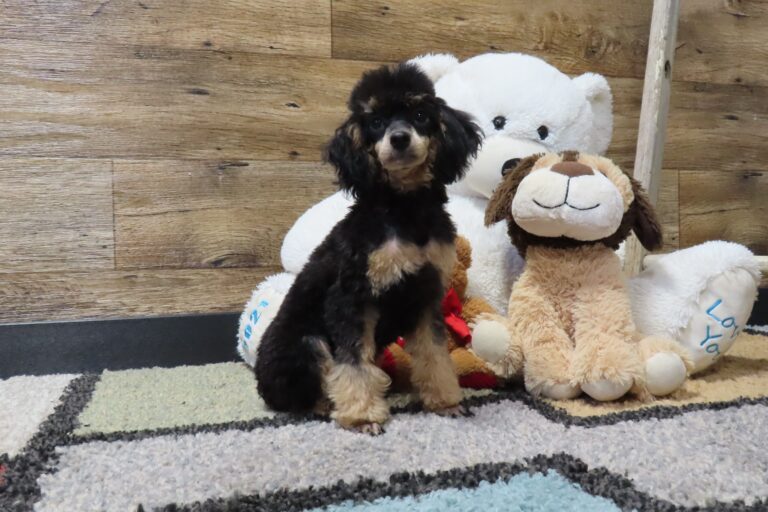 5359-Ray-Mini-Poodle-puppy-The-Puppy-Lodge-2-scaled.jpg
