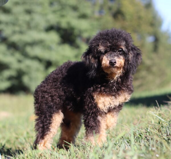 5359-e-Ray-Mini-Poodle-puppy-The-Puppy-Lodge-2-scaled.jpg