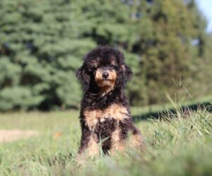 5359 e Ray-Mini Poodle puppy-The Puppy Lodge.JPG