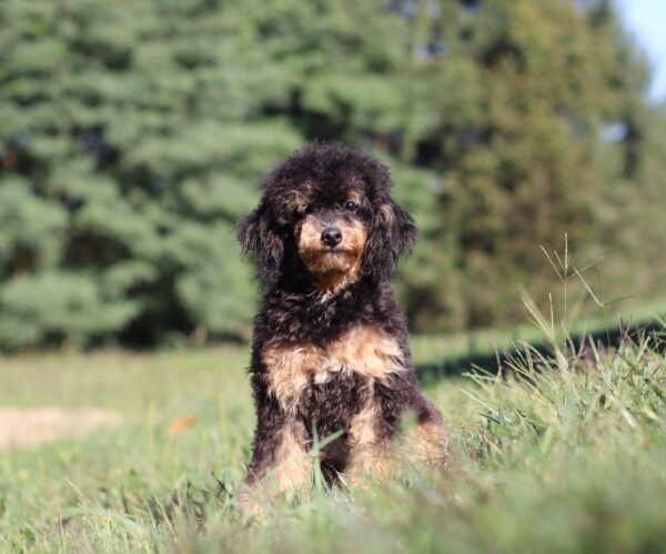 5359 e Ray-Mini Poodle puppy-The Puppy Lodge.JPG