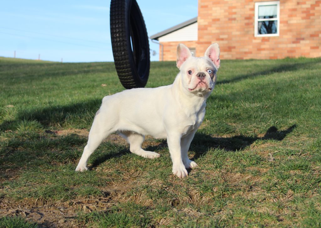 White bulldog puppy standing on a grassy lawn with a large tire behind it and a brick house in the background.