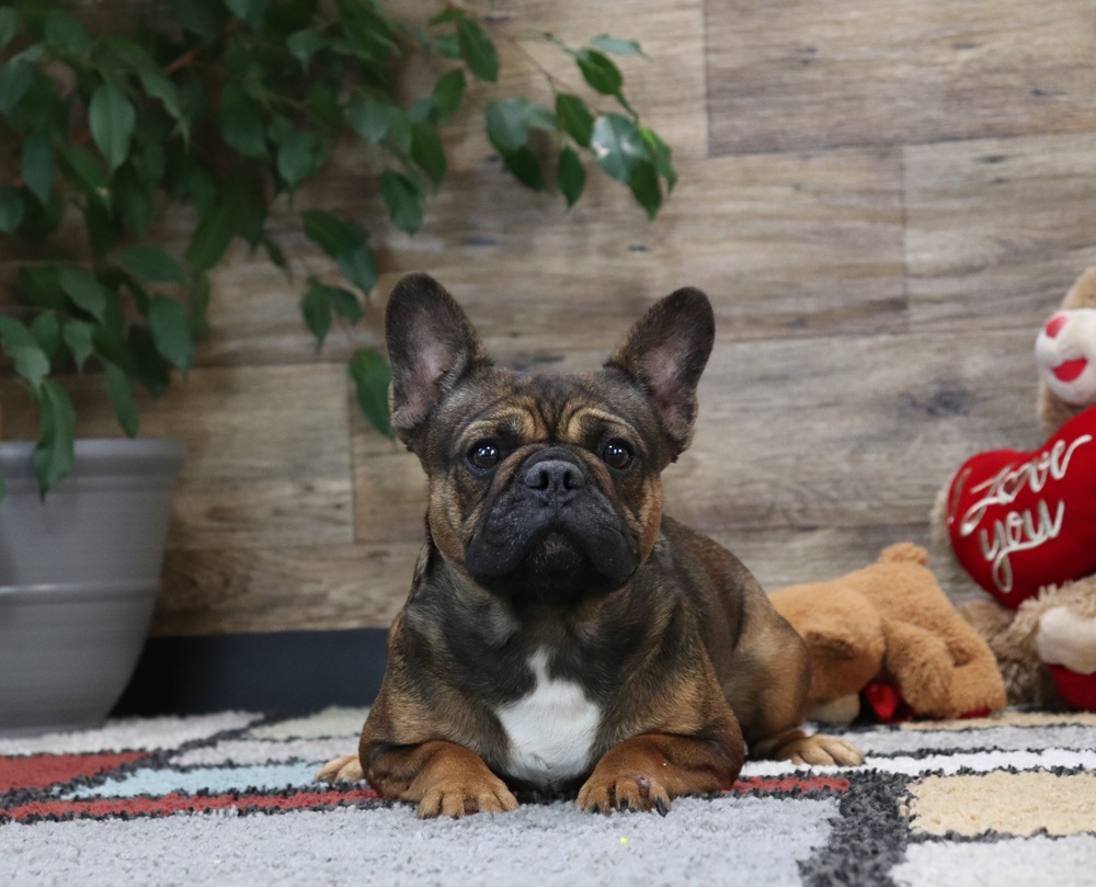 Beany-french Bulldog