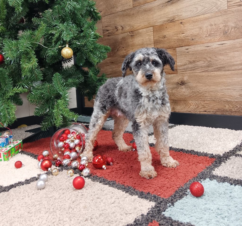 Small gray dog sitting by a Christmas tree with scattered red, silver, and gold ornaments on a multicolored rug.