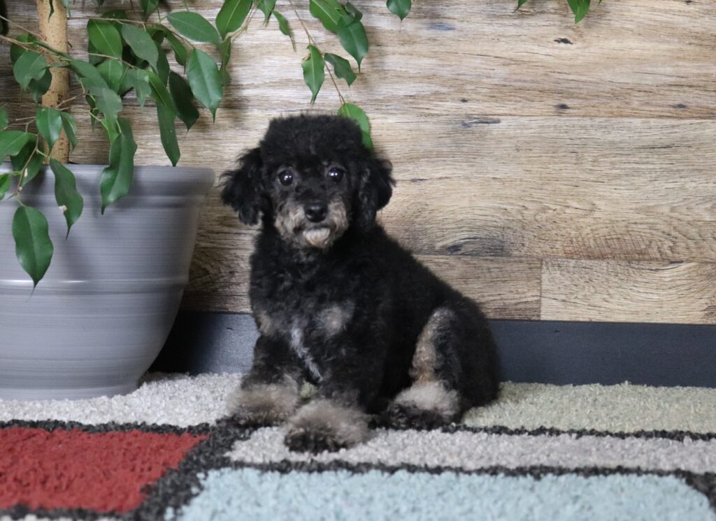 Rhonda -Mini Poodle