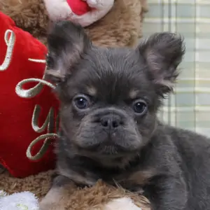 Registered Fluffy Frenchie puppy next to a red pillow