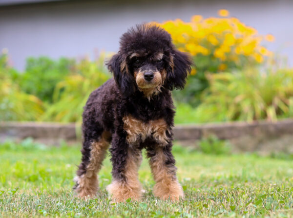 m5359-Ray-Mini-Poodle-Puppy-The-Puppy-Lodge-2-scaled.jpg