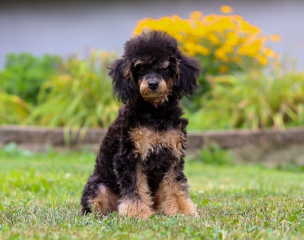 m5359-Ray-Mini-Poodle-Puppy-The-Puppy-Lodge-3-scaled.jpg