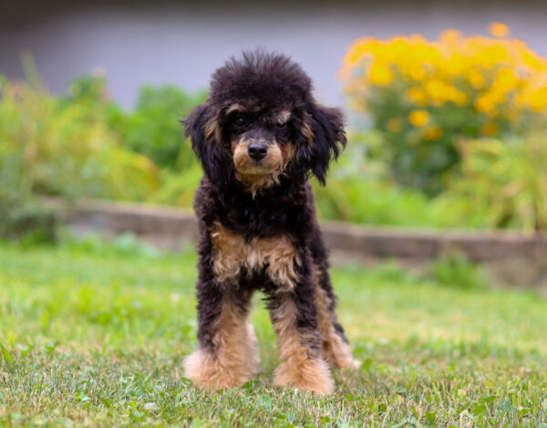 m5359-Ray-Mini-Poodle-Puppy-The-Puppy-Lodge-4-scaled.jpg