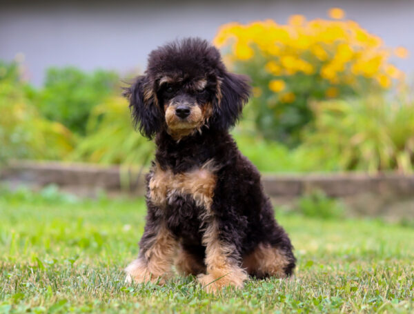 m5359-Ray-Mini-Poodle-Puppy-The-Puppy-Lodge-scaled.jpg