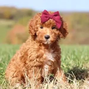 Beautiful Registered Miniature Poodle with red bow in its fur