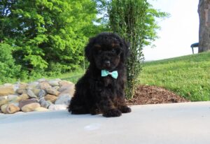 1584-c-Buddy-Mini-Poodle-Puppy-The-Puppy-Lodge-2-scaled.jpg