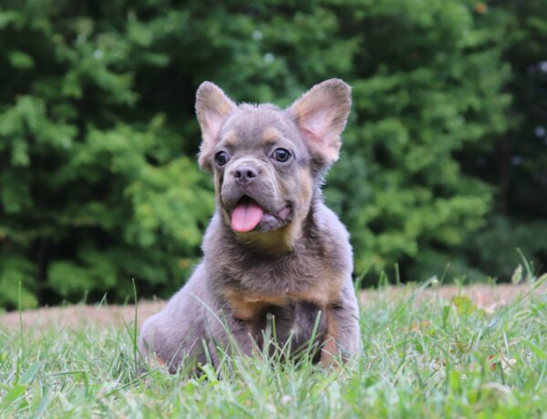 1597-r-Garner-Fluffy-French-Bulldog_The-Puppy-Lodge-scaled.jpg