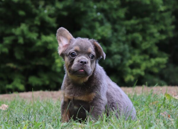 1597-rr-Garner-Fluffy-French-Bulldog_The-Puppy-Lodge-scaled.jpg