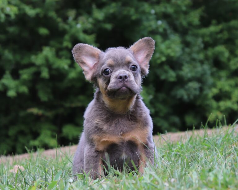 1597 rrr-Garner-Fluffy French Bulldog_The Puppy Lodge.JPG