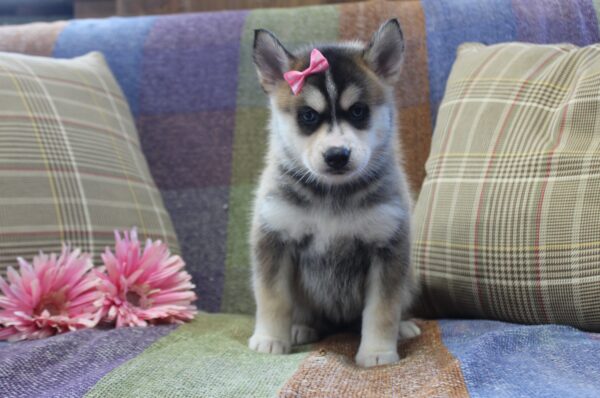 5943a-Linsey-pomsky-puppy-The-Puppy-Lodge-scaled.jpg