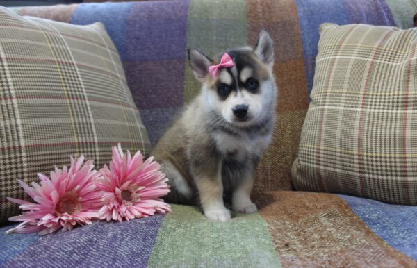 5943aa-Linsey-pomsky-puppy-The-Puppy-Lodge-scaled.jpg