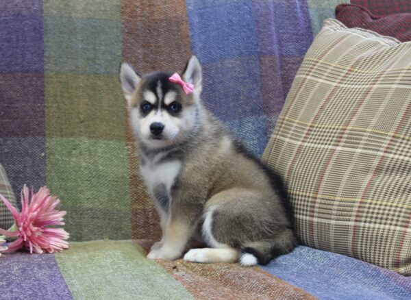 5943aaa-Linsey-pomsky-puppy-The-Puppy-Lodge-scaled.jpg