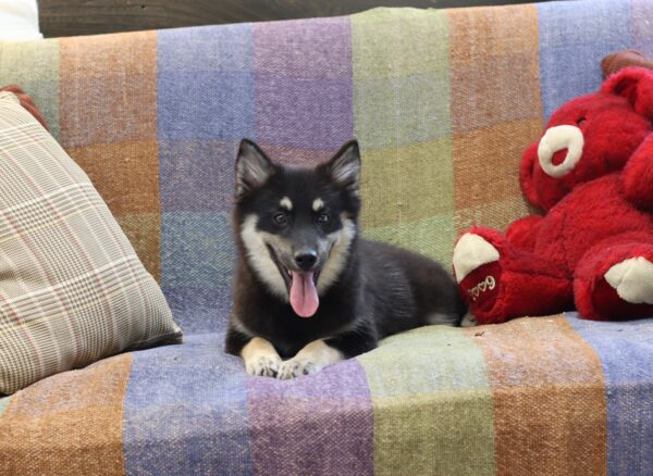 6109-b-Blackie-Pomsky-Puppy-The-Puppy-Lodge-2-scaled.jpg