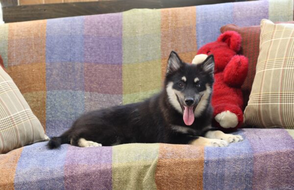 6109-b-Blackie-Pomsky-Puppy-The-Puppy-Lodge-3-scaled.jpg