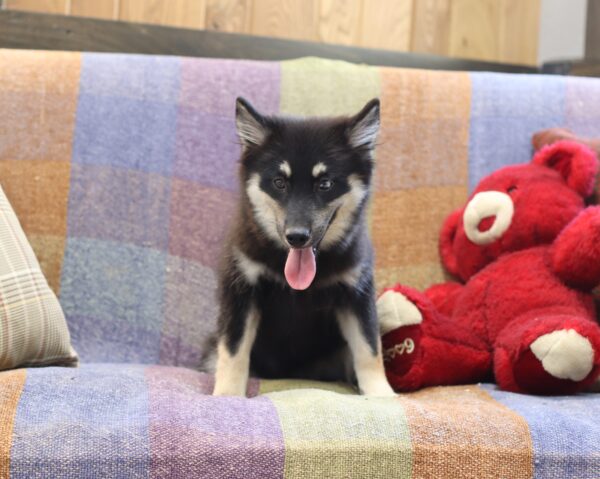 6109-b-Blackie-Pomsky-Puppy-The-Puppy-Lodge-scaled.jpg