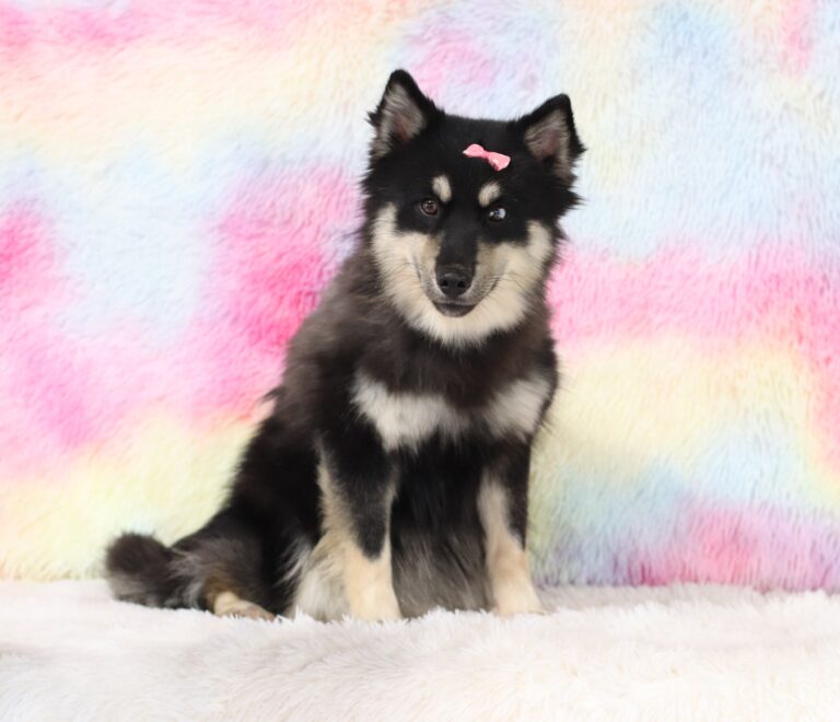 6109c-Blackie-pomsky-puppy-The-Puppy-Lodge-scaled.jpg